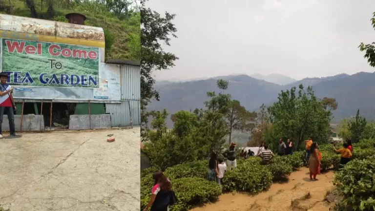 View of the Giria's Tea Garden, world acclaimed tea plantation in Kausani, Uttarakhand, India