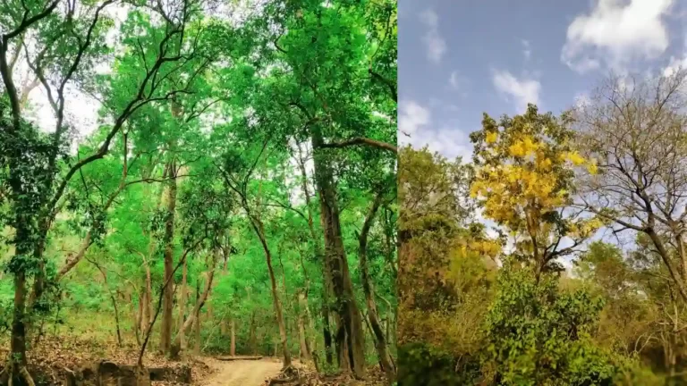 Dense Forest of Jim Corbett National Park, Nainital, Uttarakhand