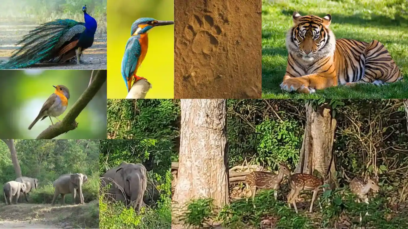 Tiger, Tiger Paws, Peacock, Rare Bird Species, Elephant herd, Deer herd in Jim Corbett National Park, Nainital, Uttarakhand