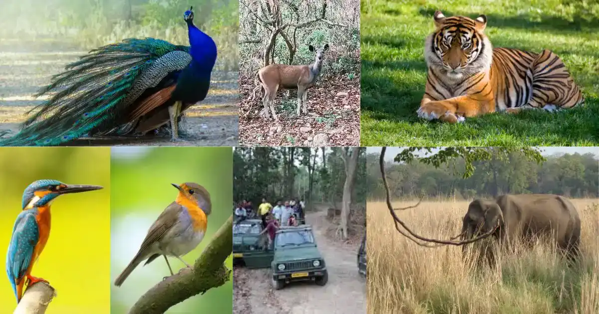 Exploring Jim Corbett National Park - Best Guide 2023