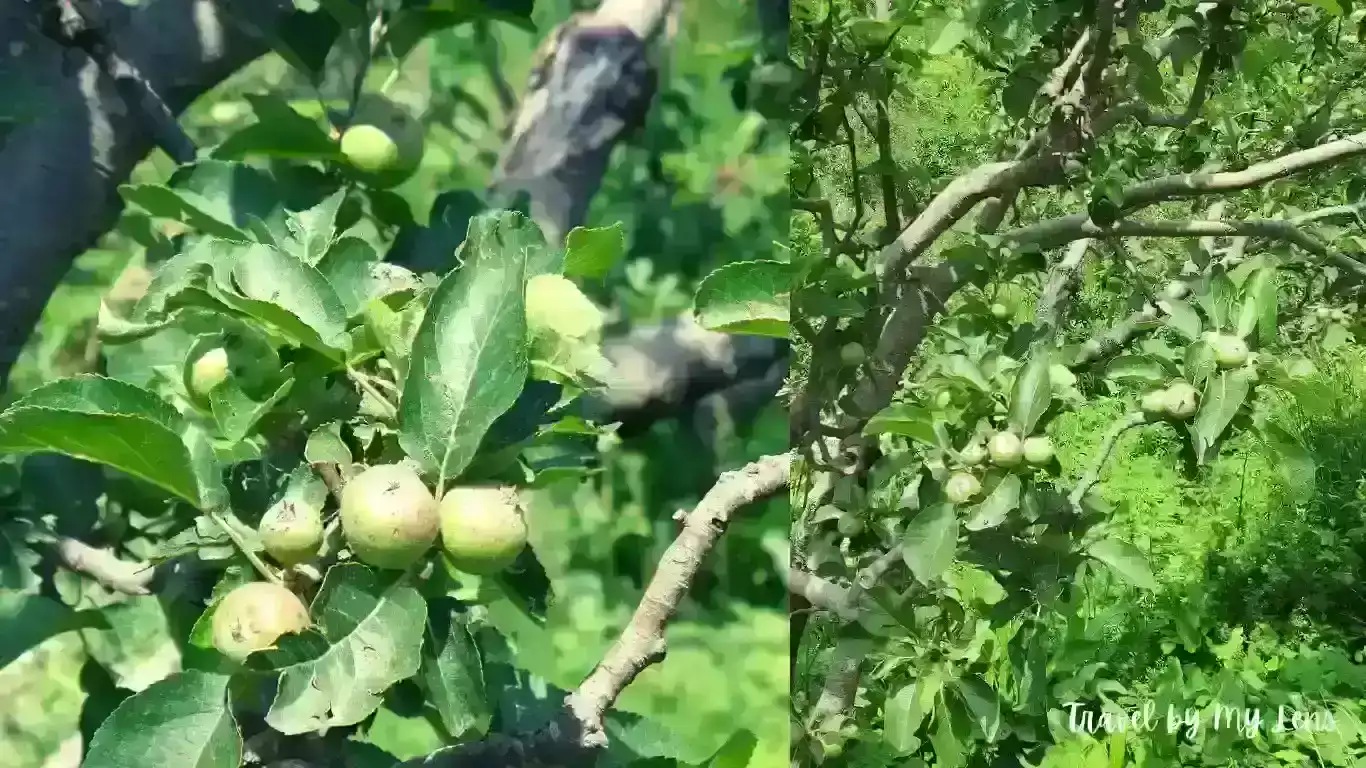 Local Fruits enroute Mukteshwar route, Nainital, Uttarakhand, India.