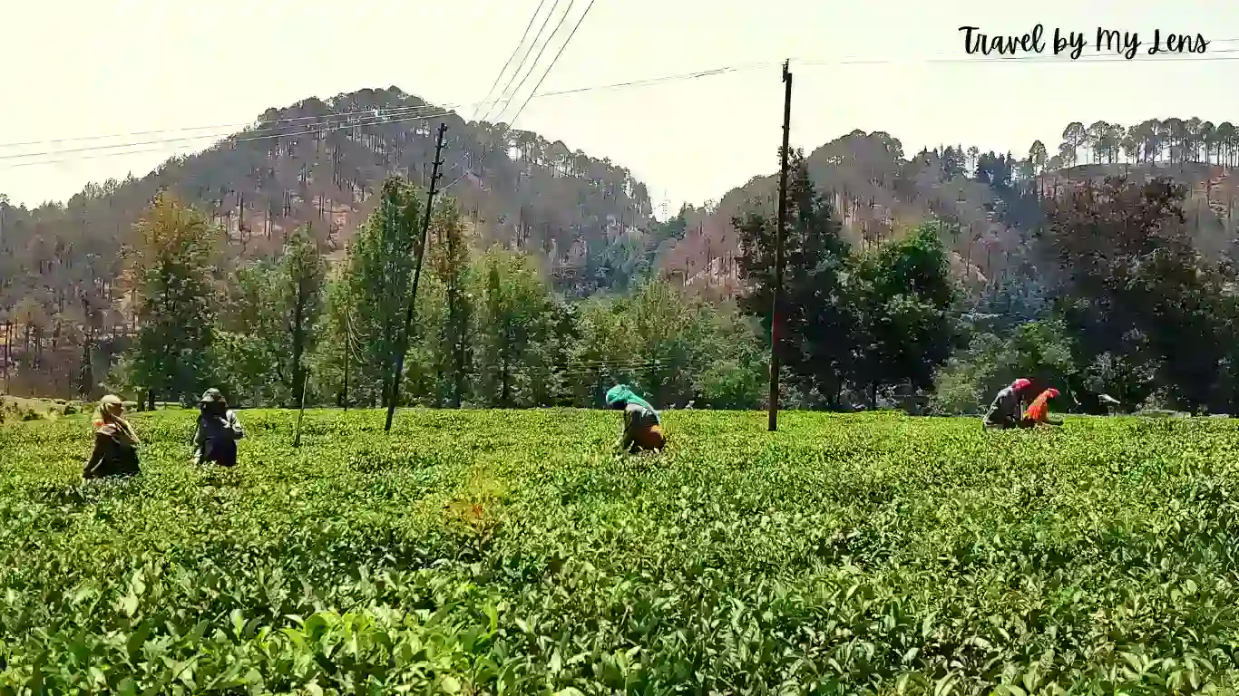 Shyamkhet Tea Gardens is a beautiful tea plantation situated in Bhowali, Nainital, Uttarakhand, India.