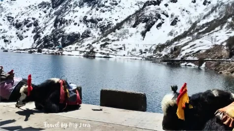 Yaks near Changu Lake, Gangtok, East Sikkim